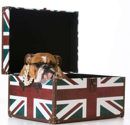 english bulldog in a british flag crate on white backgroundの写真素材