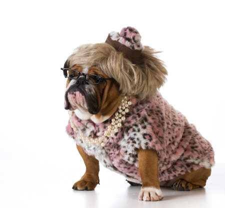 female dog wearing woman's clothing on white background - english bulldogの写真素材