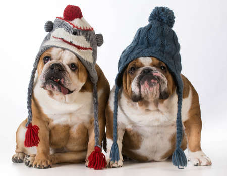 two dogs dressed for winter - english bulldogs wearing winter hatsの写真素材