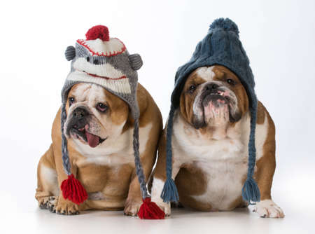 two dogs dressed for winter - english bulldogs wearing winter hatsの写真素材