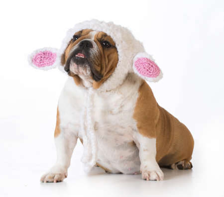 dog wearing knitted lamb hat isolated on white - english bulldogの写真素材