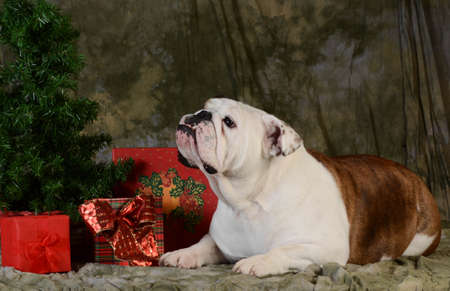 christmas dog - english bulldog laying under the christmas treeの写真素材