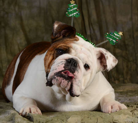 christmas dog - english bulldog with silly expression wearing christmas headbandの写真素材