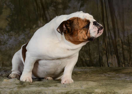 english bulldog sitting on green backgroundの写真素材