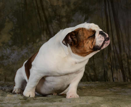 english bulldog with cute expression on green backgroundの写真素材
