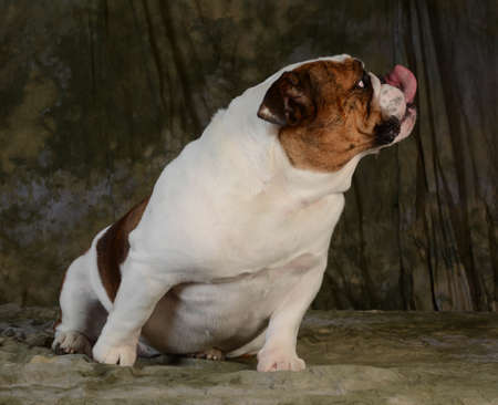 dog sticking tongue out - english bulldogの写真素材