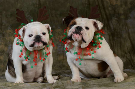 christmas dog - two english bulldogs wearing antlers on green backgroundの写真素材