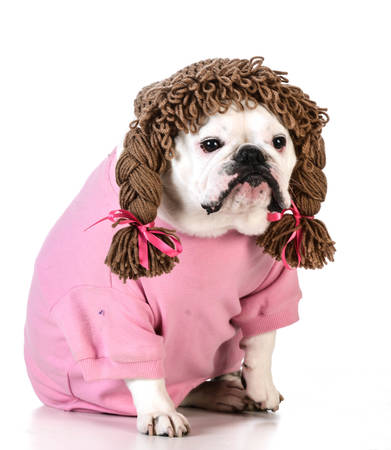 funny dog wearing wig female clothes on white backgroundの写真素材
