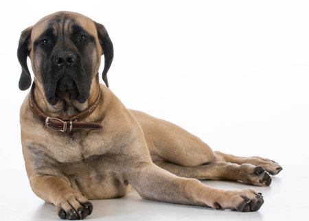 english mastiff puppy laying down on white backgroundの写真素材