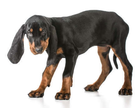 black and tan coonhound standing on white backgroundの写真素材