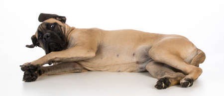 english mastiff puppy laying down on white backgroundの写真素材