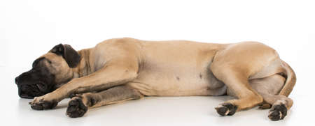 english mastiff puppy laying down on white backgroundの写真素材