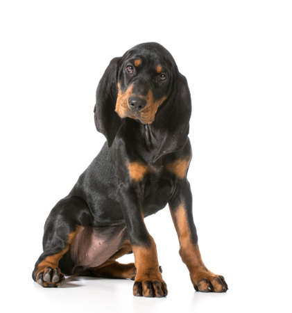 cute puppy - black and tan coonhound sitting looking at viewerの写真素材
