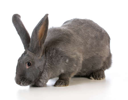 giant flemish bunny on white backgroundの写真素材