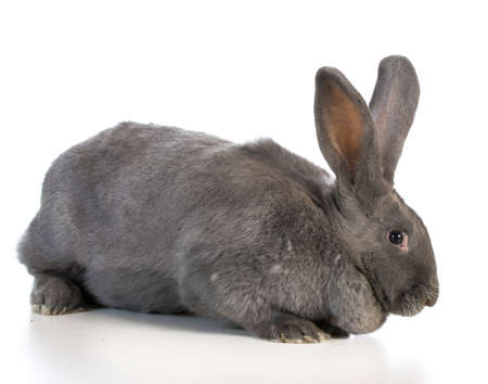 giant flemish bunny on white backgroundの写真素材