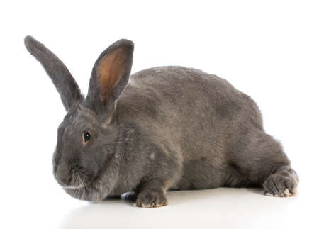 giant flemish bunny on white backgroundの写真素材