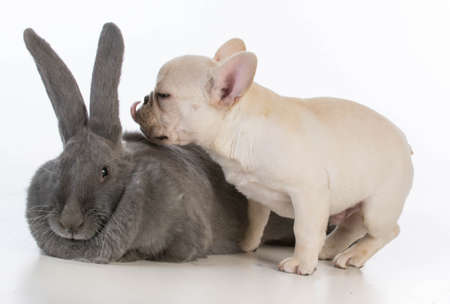 french bulldog puppy licking the ear of a flemish bunny on white backgroundの写真素材