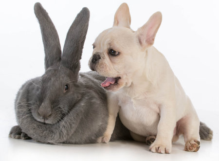 french bulldog puppy with mouth open beside flemish bunny on white backgroundの写真素材