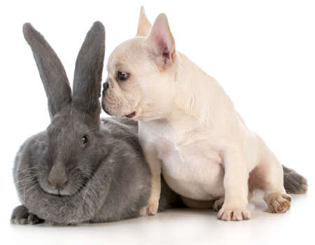 french bulldog puppy whispering secret to flemish bunny on white backgroundの写真素材
