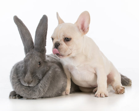 french bulldog puppy licking the ear of a flemish bunny on white backgroundの写真素材