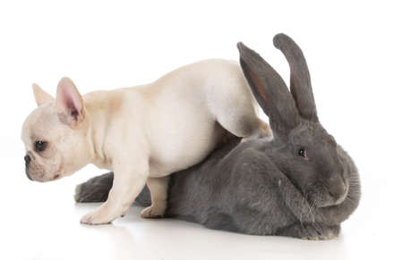 adorable french bulldog walking over bunny on white backgroundの写真素材