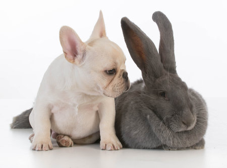 cute puppy and bunny rabbit on white backgroundの写真素材
