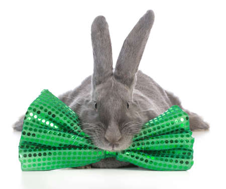 giant flemish bunny wearing big green bowtie on white backgroundの写真素材