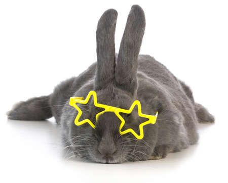 famous bunny - rabbit wearing star glasses on white backgroundの写真素材