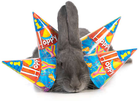 birthday bunny - giant flemish rabbit wearing four birthday hats on white backgroundの写真素材