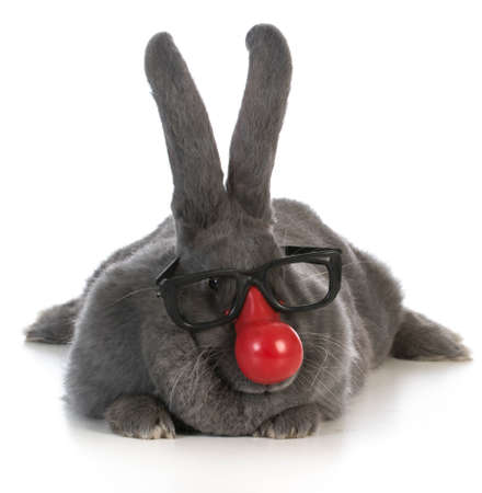 funny bunny - giant flemish rabbit wearing clown nose and glasses on white backgroundの写真素材