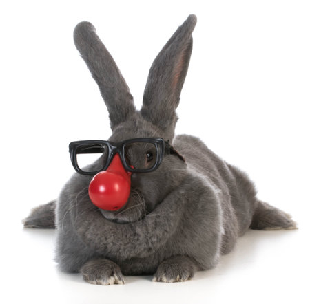 funny bunny - giant flemish rabbit wearing clown nose and glasses on white backgroundの写真素材