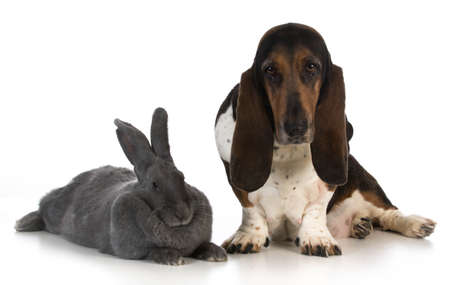 hunting dog - basset hound sitting beside a giant flemish rabbit on white backgroundの写真素材