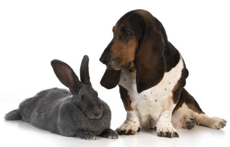 hunting dog - basset hound sitting beside a giant flemish rabbit on white backgroundの写真素材