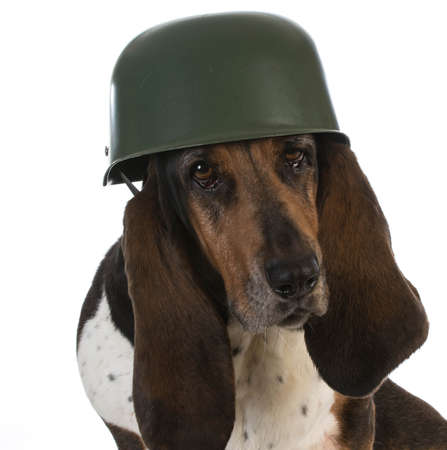 canine soldier - basset hound wearing military helmet on white backgroundの写真素材