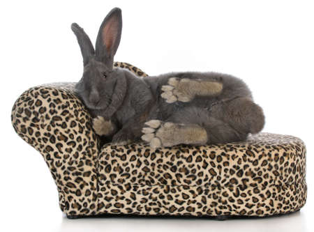 fancy bunny - giant flemish bunny stretched out on a leopard print chaise lounge isolated on white backgroundの写真素材