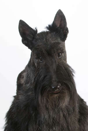 scottish terrier portrait on white backgroundの写真素材
