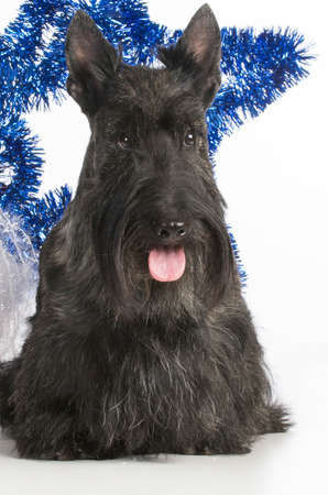 scottish terrier sitting on white backgroundの写真素材