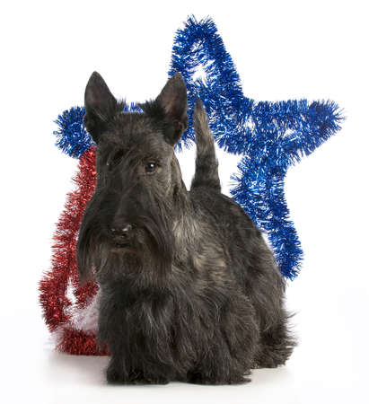 scottish terrier standing with a star behind his back on white backgroundの写真素材