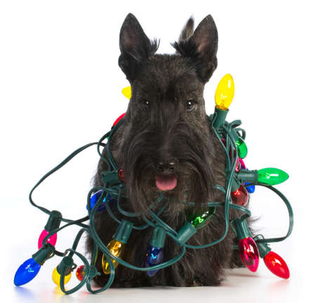 christmas dog - scottish terrier tangled in colorful christmas lights on white backgroundの写真素材