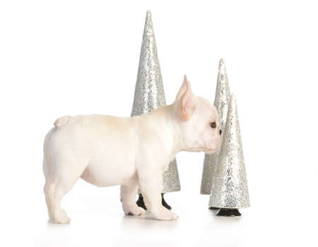 christmas puppy - french bulldog puppy with tree ornaments on white backgroundの写真素材