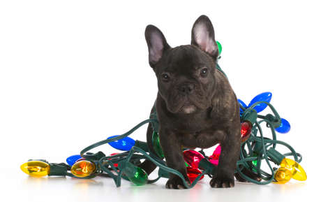 christmas puppy - french bulldog puppy tangled up in colorful christmas lights on white backgroundの写真素材