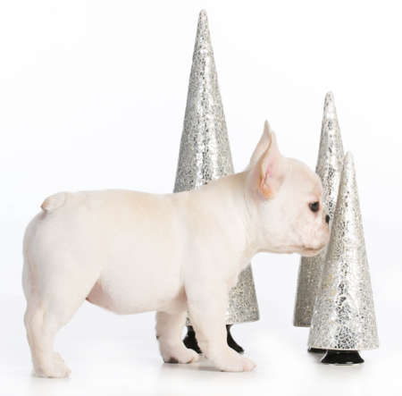 christmas puppy - french bulldog standing sniffing christmas decorations on white backgroundの写真素材