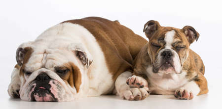 bulldog father and daughter laying down on white background - 5 years and 4 months oldの写真素材
