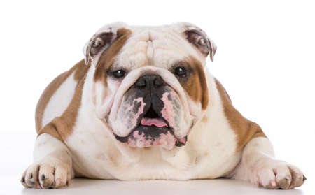 english bulldog laying down on white background - male 5 years oldの写真素材