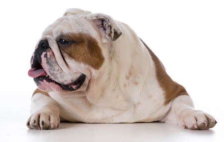 english bulldog laying down on white background - male 5 years oldの写真素材