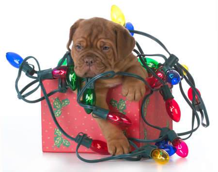 christmas puppy - dogue de bordeaux puppy in a christmas present tangled up in colorful christmas lights on white backgroundの写真素材
