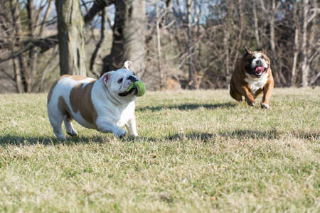 two english bulldogs playing catch with a tennis ballの写真素材