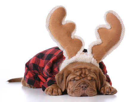 christmas puppy - dogue de bordeaux wearing rudolph antlers on white background - 5 weeks oldの写真素材