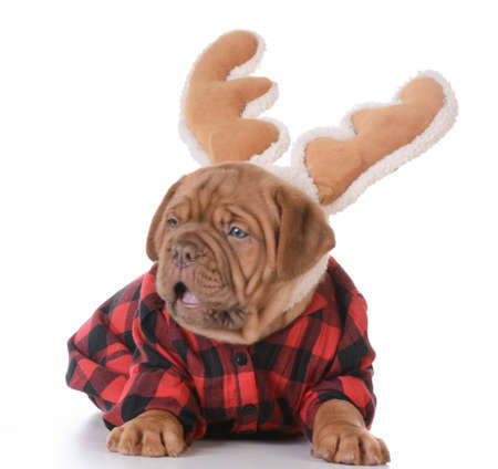 christmas puppy - dogue de bordeaux wearing rudolph antlers on white background - 5 weeks oldの写真素材