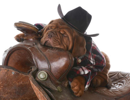 cute puppy - dogue de bordeaux puppy wearing western clothes and hat sleeping in a saddle on white background - 5 weeks oldの写真素材